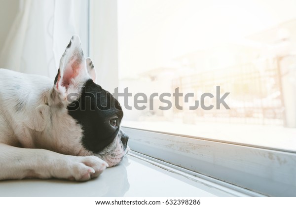 French Bulldog Dog Waiting Owner Door Stock Photo Edit Now 632398286