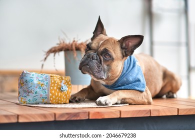 French Bulldog Dog Waiting Patiently Next To Homemade Treat Bag