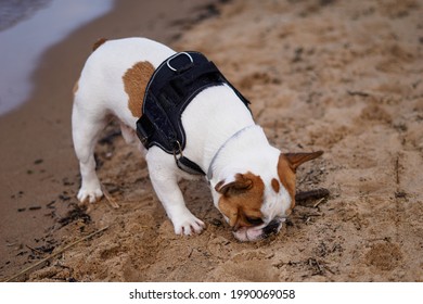 French Bulldog dog walking on the beach having great time sniffing on sand  - Powered by Shutterstock