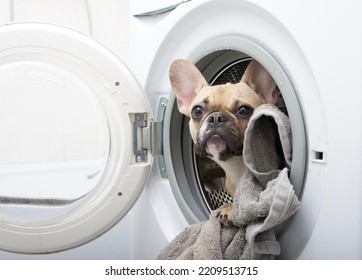 A French Bulldog Dog In A Washing Machine Looks Out Of The Open Door With A Heroic Look, Lying Among Wet Clothes. Laundry At Home.