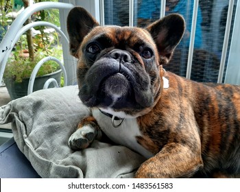 French Bulldog, Dog With Wasp Sting On His Mouth