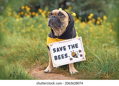 French Bulldog dog wearing bee costume with demonstration sign saying 'Save the bees' 