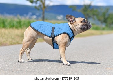 French Bulldog Dog Wearing Cooling Vest Harness To Lower Body Temperature On Hot Summer Day