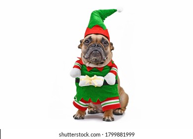 2,726 Dogs Dressed Up Christmas Images, Stock Photos & Vectors ...