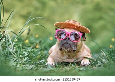 French Bulldog dog wearing pink sunglasses and Mexican straw hat 
