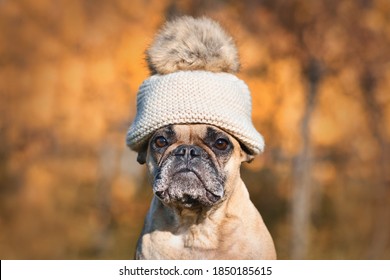 French Bulldog dog wearing warm bobble hat in front of blurry autumn background