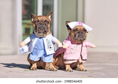 French Bulldog Dogs Dressed Up With Doctor And Nurse Costume With Fake Arms