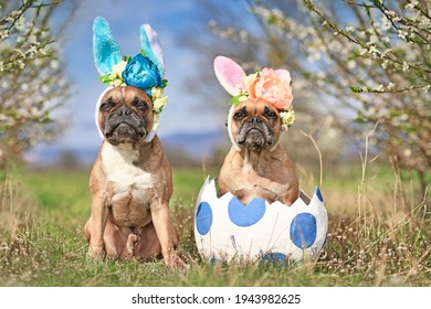 French Bulldog dogs with easter bunny costume ears sitting in giant egg on meadow with cherry blossom trees