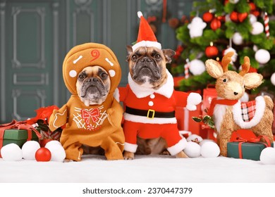 French Bulldog dogs wearing funny Christmas costumes dressed up as Santa Claus and gingerbread man in front of Christmas tree - Powered by Shutterstock