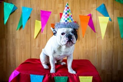 Bulldog puppy dressed as clown, an Animal Photo by Elles Rijsdijk