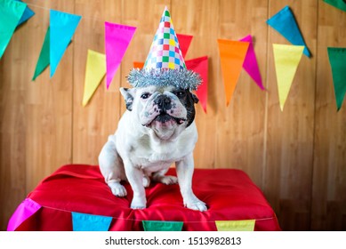 French Bulldog Dressed For Birthday Party Or Carnival.