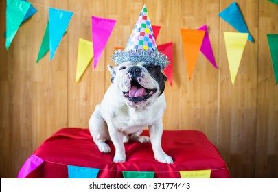 French Bulldog Dressed For Birthday Party Or Carnival.