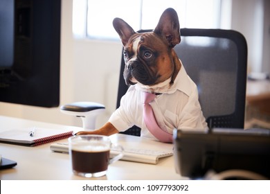 French Bulldog Dressed As Businessman Works At Desk On Computer - Shutterstock ID 1097793092