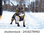 French bulldog dressed up standing on a snowy alley. The owner keeps the dog on a leash. The dog has a muscular body. Stand. Walk. The photo is blurred and horizontal. High quality photo