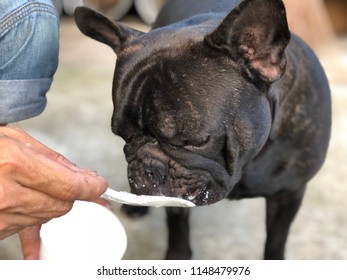 can french bulldogs eat yogurt