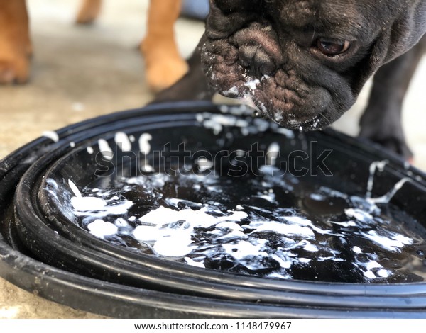 can french bulldogs eat yogurt