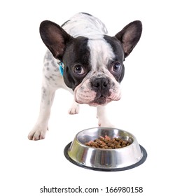 French Bulldog Eating Dog Food From His Bowl