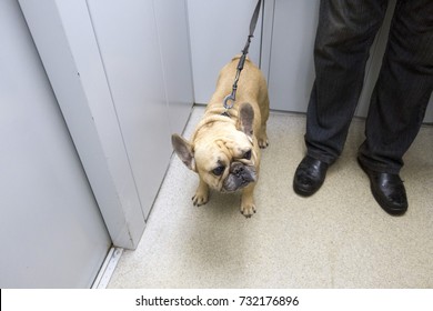 French Bulldog In The Elevator