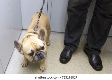 French Bulldog In The Elevator