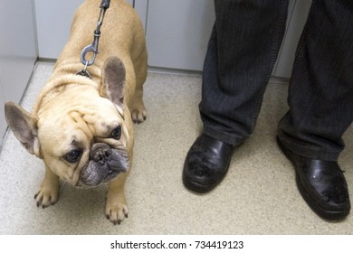 French Bulldog In The Elevator