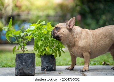 French bulldog enjoy eating vegetable plant at garden.