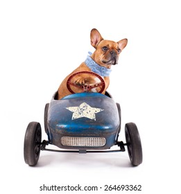 French Bulldog enjoys a ride in pedal car, isolated on white