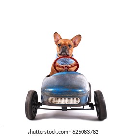 French Bulldog enjoys a ride in pedal car, isolated on white
