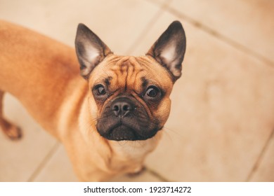 French Bulldog Enviromental Portrait In A Back Garden