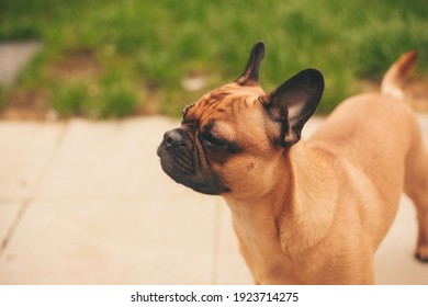 French Bulldog Enviromental Portrait In A Back Garden