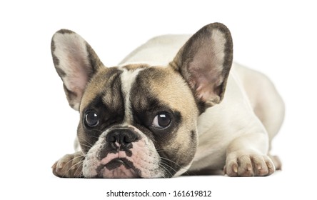 French Bulldog Facing Lying Isolated On Stock Photo 161619812 ...