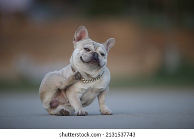 french bulldog family pet breed itchy