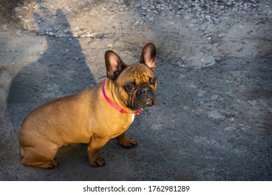 French Bulldog Fawn Color On The Background Of Gray Asphalt. Lost Or Stolen Dog. The View From The Top