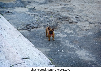 French Bulldog Fawn Color On The Background Of Gray Asphalt. Lost Or Stolen Dog. The View From The Top