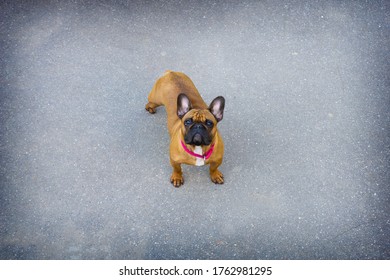 French Bulldog Fawn Color On The Background Of Gray Asphalt. Lost Or Stolen Dog. The View From The Top