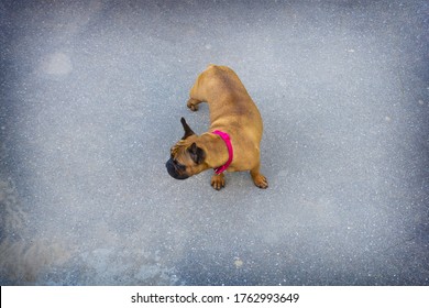 French Bulldog Fawn Color On The Background Of Gray Asphalt. Lost Or Stolen Dog. The View From The Top