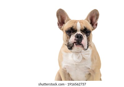 French bulldog feel angry and look at camera isolated on white backgrond, pets and emotion dog concept
