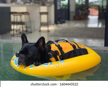 French Bulldog Floating In Pool With  Lifejacket