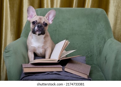 The French Bulldog With Funny Muzzle Is Reading With Interest A Book That Lies Open At Its Paws Among Other Books From The Home Library. No People Photography.