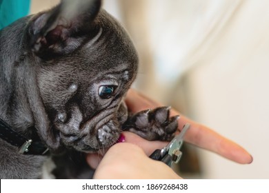 French Bulldog Getting Nails Cut With Scissors At Grooming Salon And Pet Spa