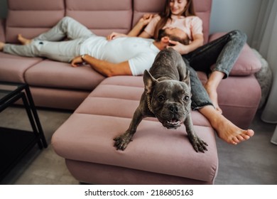 French Bulldog with Golden Chain Barking Into Camera While Cheerful Owners Woman and Man Relaxing on Background on Pink Sofa at Home - Powered by Shutterstock