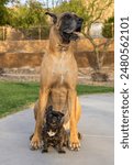 French Bulldog and a Great Dane sitting for an outdoor portrait