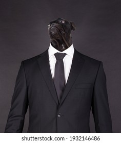 French bulldog head in a black suit, isolated on black