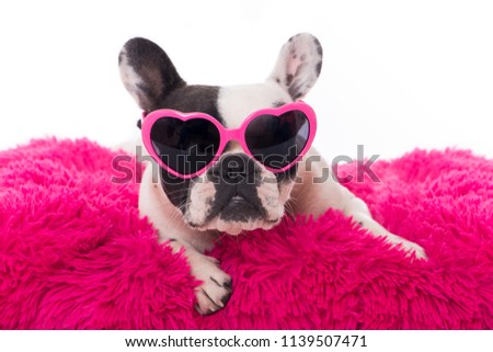 French bulldog with heart sun glasses on a pillow isolated on white