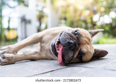 French bulldog with heat stroke symptoms lying on the ground.
