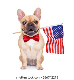 french bulldog  holding a flag of usa on independence day on 4th  of july , with mouth , isolated on white background,