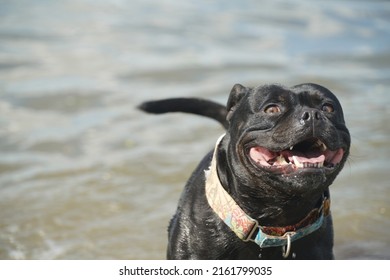 French Bulldog With Huge Smile At The Beach