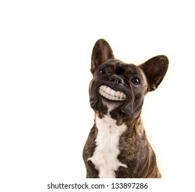 a french bulldog with a huge smile isolated on a white background