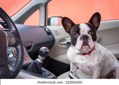 French bulldog inside the car