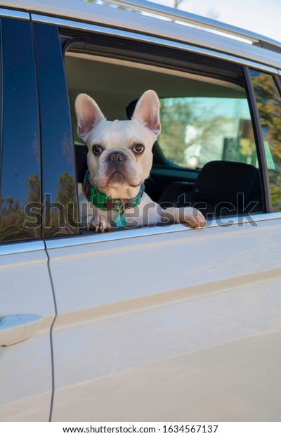 \
French\
bulldog inside a car. White dog peeking out the window of a car.\
French bulldog looking out the window of a\
car