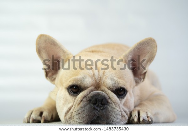 silver french bulldog